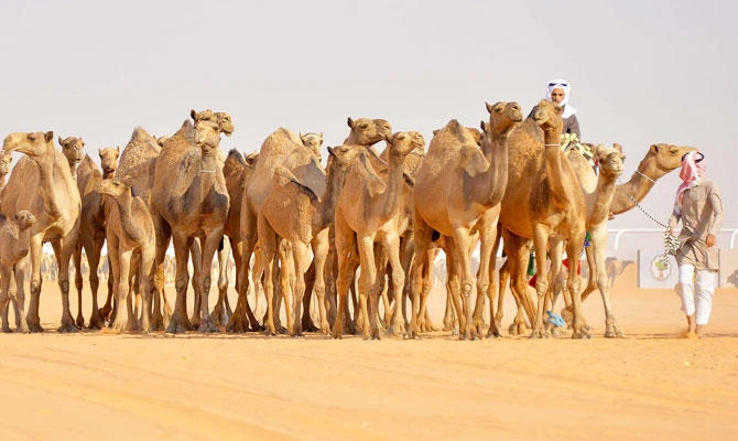 Government keen to promote camel racing in Saudi Arabia
