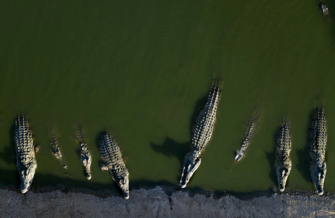 Israel faces crocodile conundrum with stranded reptiles
