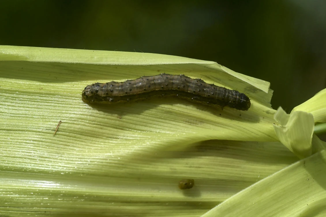 In addition to maize, the armyworm can devour more than 180 plant species including rice, cotton and sugar cane. (Simon Maina/AFP)