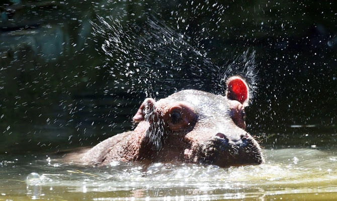 A baby hippo born less than two months ago, swims in the pond, to cool off during a heat wave, at the La Fleche zoo, northwestern France, on August 3, 2018. (AFP)