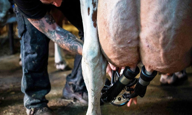 An inmate milks dairy cows on July 4, 2018 at an open prison functioning as a farm in the city of Mariestad, located 300 kilometres southwest of Stockholm. (AFP)