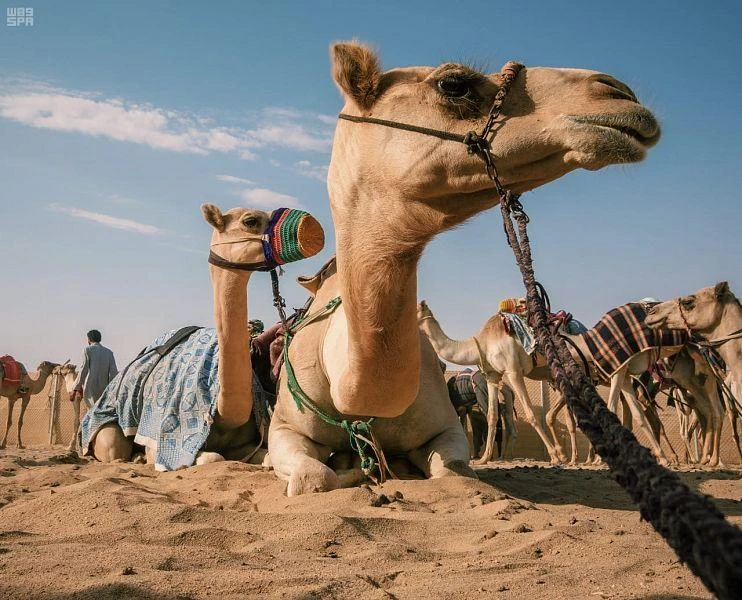 Camel racing: An Arabian sport loved by the region’s people