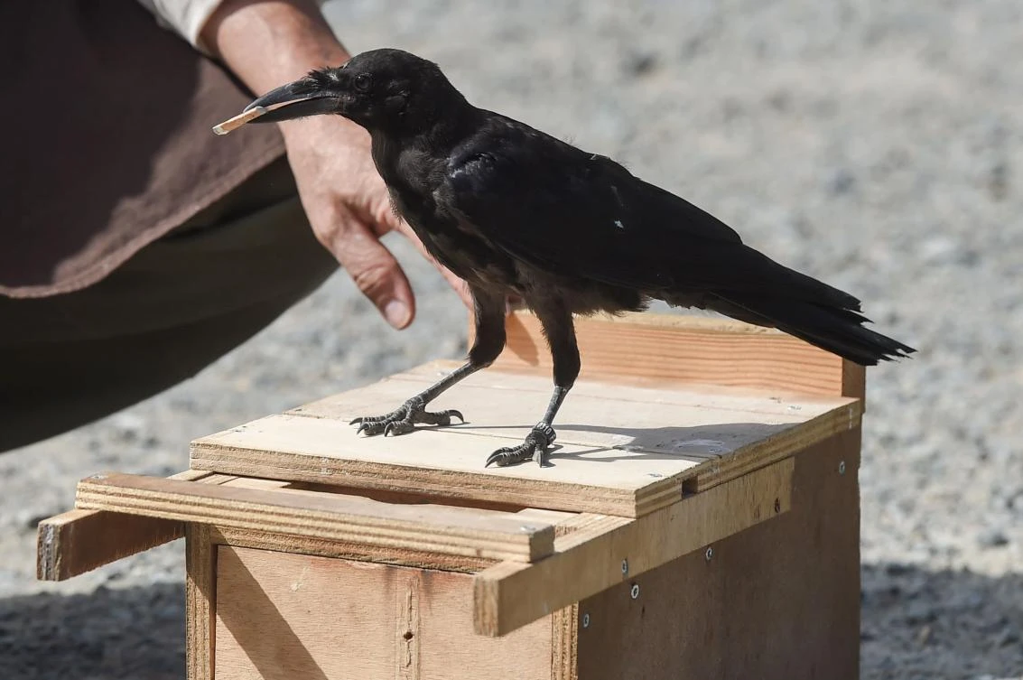 Rubbish-collecting crows a star attraction at French theme park