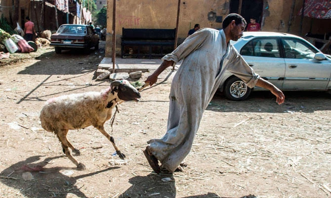 An Egyptian trader leads a sheep to the car of a client in Cairo on August 16, 2018, ahead of the annual Muslim Eid al-Adha holiday when custom requires the faithful to make a sacrifice. (AFP)
