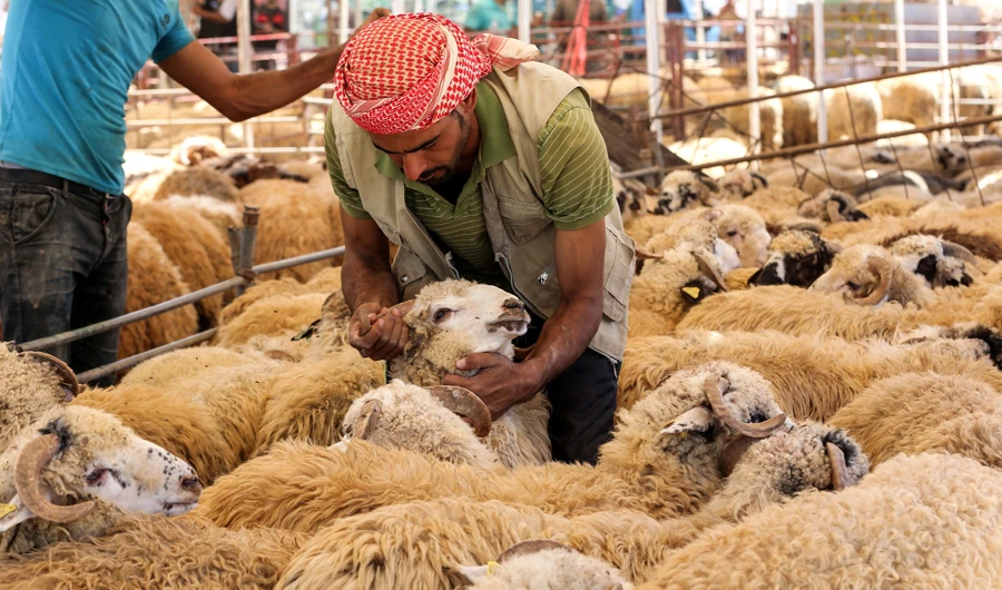 A vendor takes care of sheep at a livestock market in Jordan's capital of Amman on August 20, 2018, ahead of the Muslim holiday of Eid al-Adha or the "Feast of Sacrifice" which marks the end of the annual pilgrimage or Hajj. (AFP / KHALIL MAZRAAWI)