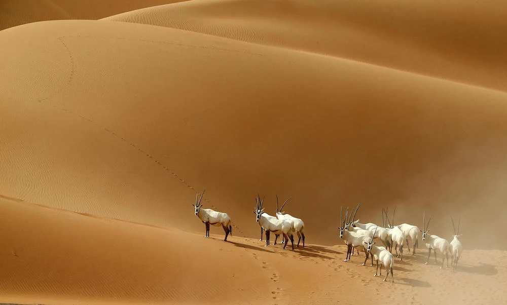 Arabian Oryx are seen at the Arabian Oryx Sanctuary in Umm Al-Zamool, some 290 kilometers south of Abu Dhabi near the border with Oman and Saudi Arabia. (AFP)