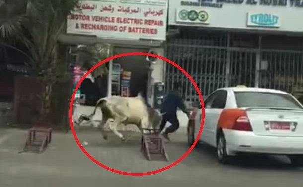 VIDEO: Two men, a runaway bull, and a lamppost. See what happens