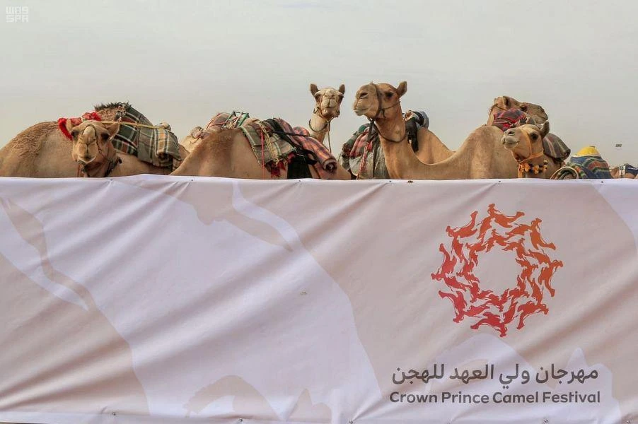 The second phase of the Crown Prince Camel Festival will kick off in Taif. (SPA)