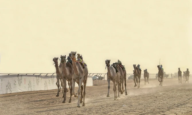 The second phase of the Crown Prince Camel Festival kicked off on Saturday in Taif. (SPA)