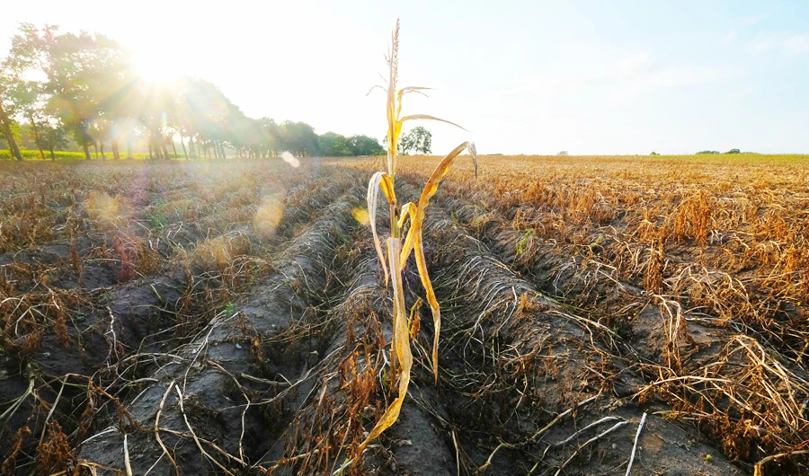 A drought-affected potato field in the town of Geestland in Germany. Environment ministers will meet in Katowice, the heart of Poland’s coal-producing region, Silesia, to agree rules for the 2015 Paris climate accord. (AFP)