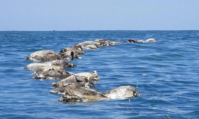 Turtles killed while trapped in a fishing net are seen in the municipality of Santa Maria Colotepec, in the state of Oaxaca, Mexico August 28, 2018. (REUTERS)