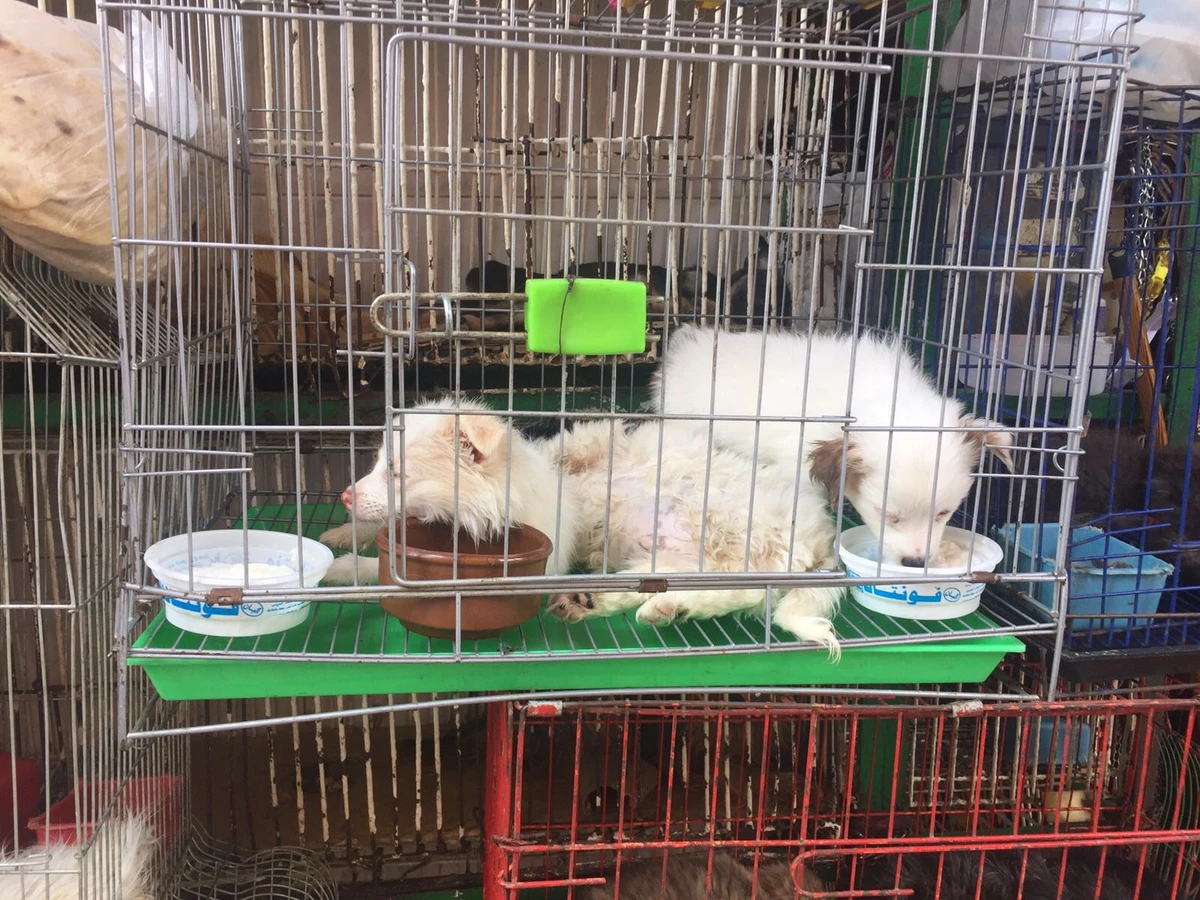 Egypt’s animal rights activists tackle pet shops of horror