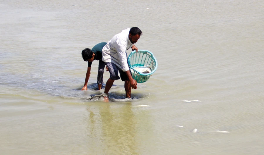 An Iraqi man and a boy collect dead fish from a reservoir north of Basra. (AFP)
