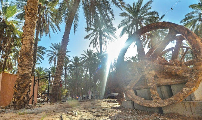 Saudi Arabia is a leading producer of dates and the area around Buraidah is known for its large swathes of date palm trees. (SPA)