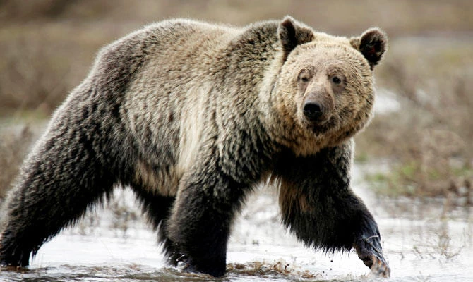 A grizzly bear roams through the Hayden Valley in Yellowstone National Park in Wyoming, US on May 18, 2014. (REUTERS)