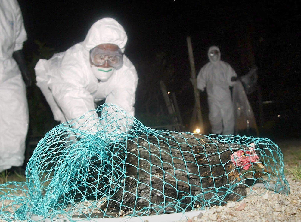 Saudi Arabia bans poultry imports from Malaysia over bird flu fears