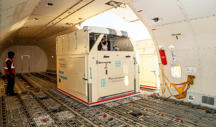 The horses were flown from Liege, Belgium to Greenville-Spartanburg, US in an Emirates SkyCargo Boeing 777 freighter aircraft.