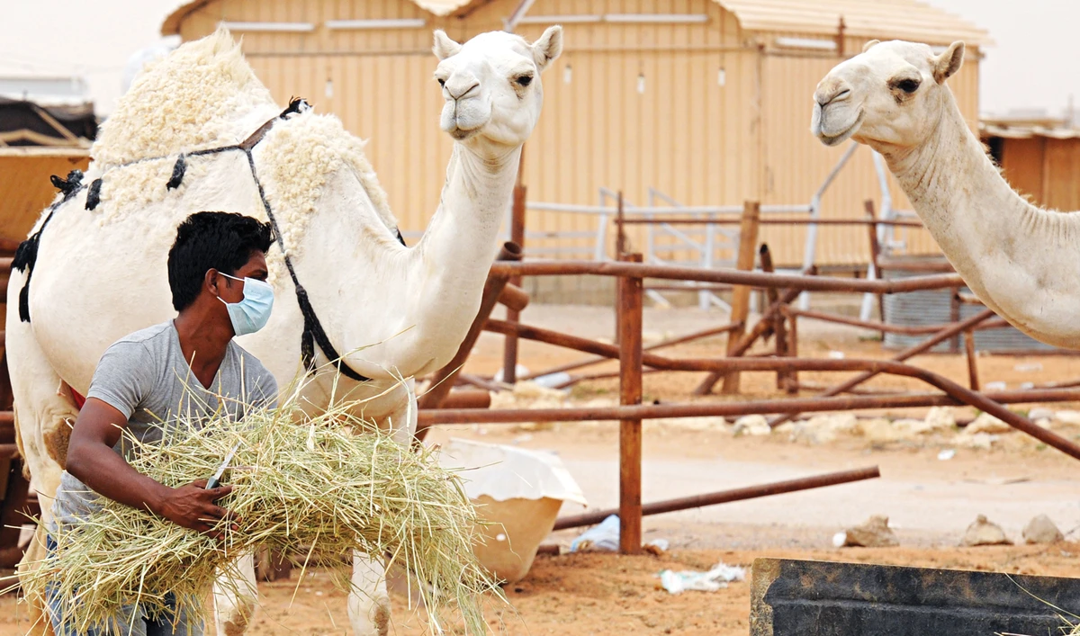 Viral victory: How Saudi Arabia won the war against MERS