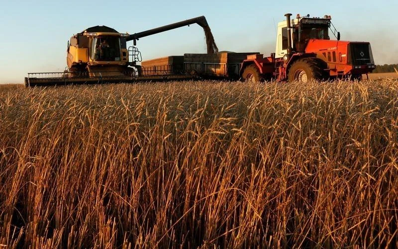 Harvest time in Siberia. (Reuters)