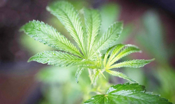 In this file photo taken on April 19, 2017 a marijuana plant is seen in a greenhouse in Mendocino County, California. (AFP)