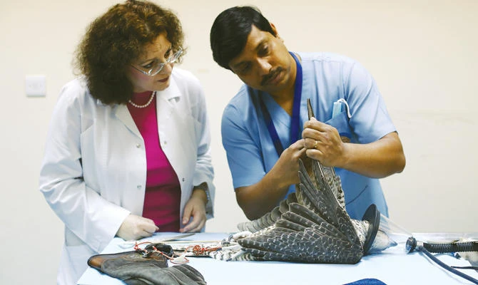 Prized female Saker falcons in flight, above. Dr. Margit Muller examines a new admission to the Abu Dhabi Falcon Hospital as she prepares to draw up a treatment plan, below. (Getty)