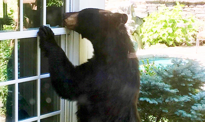 Home break-ins by black bears surge in Connecticut suburbs