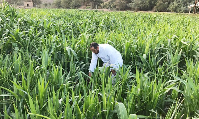 Smart agriculture depends on good agricultural systems that are capable of increasing productivity and enhancing quality without weakening natural resources. (SPA)