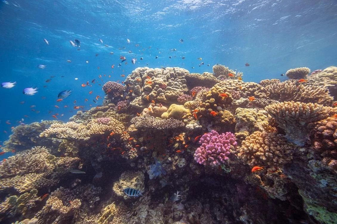 An ultra-luxurious destination on the Saudi Arabia’s northwestern coast of the Red Sea has been announced by the Kingdom’s Public Investment Fund (PIF). (SPA)