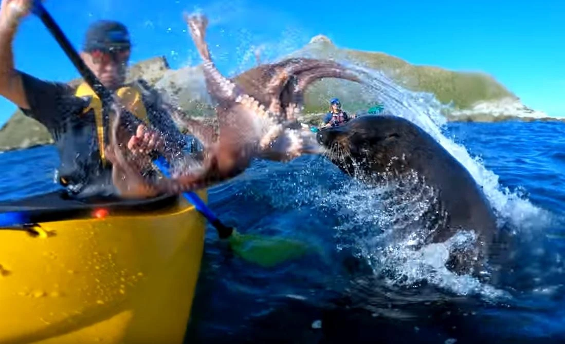 Take that sucker! Seal slaps New Zealand kayaker with octopus