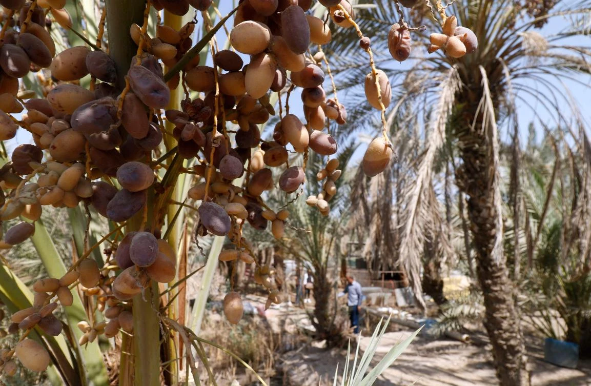 Neglected date palm trees at a farm in the southern Iraqi city of Basra. (AFP)