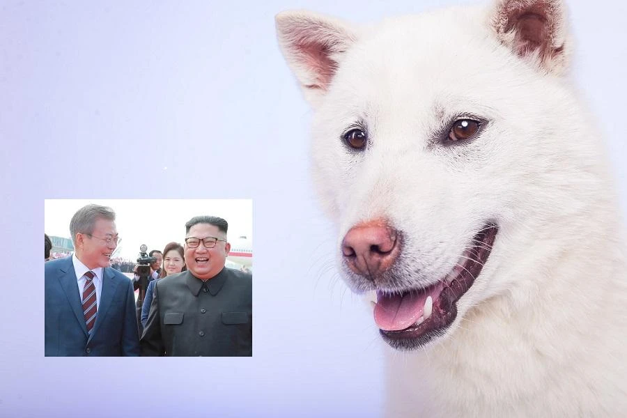 The dogs have been gifted by the North Korean regime (Images: Shutterstock and AFP)