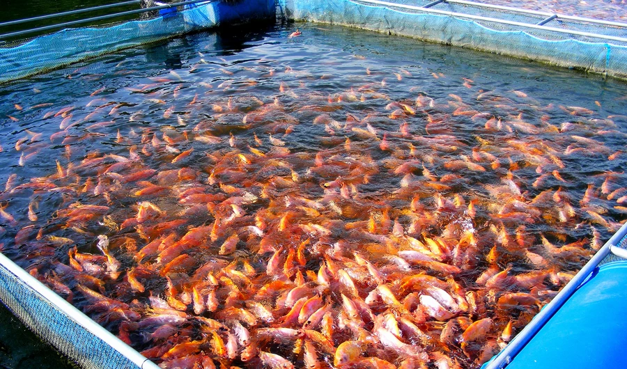 Saudi Agriculture 2018 to focus on organic, fish farming
