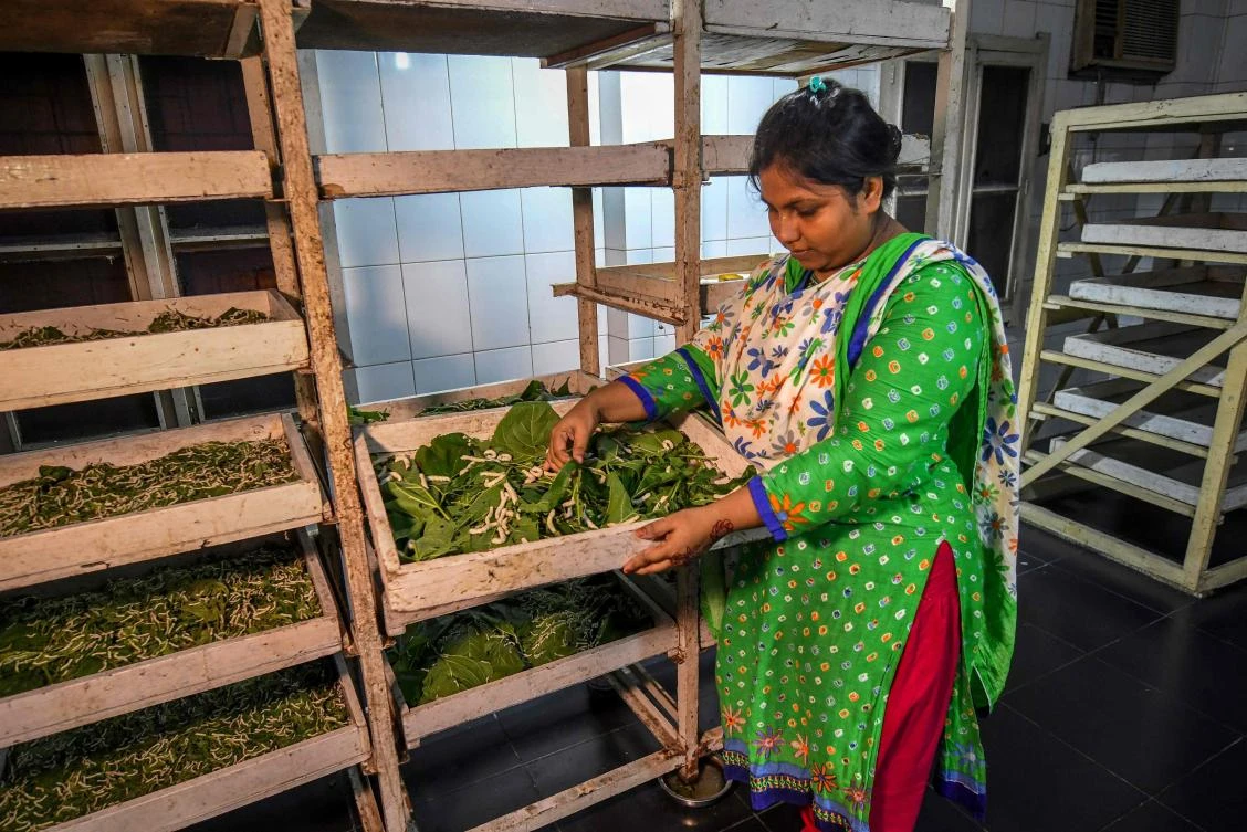 Bangladesh seeks revival of silk industry