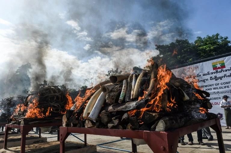 About 850 kilograms of seized contraband, including elephant ivory, tiger bone and skin, antelope antlers and pangolin scales, set ablaze by Myanmar authorities. (AFP)