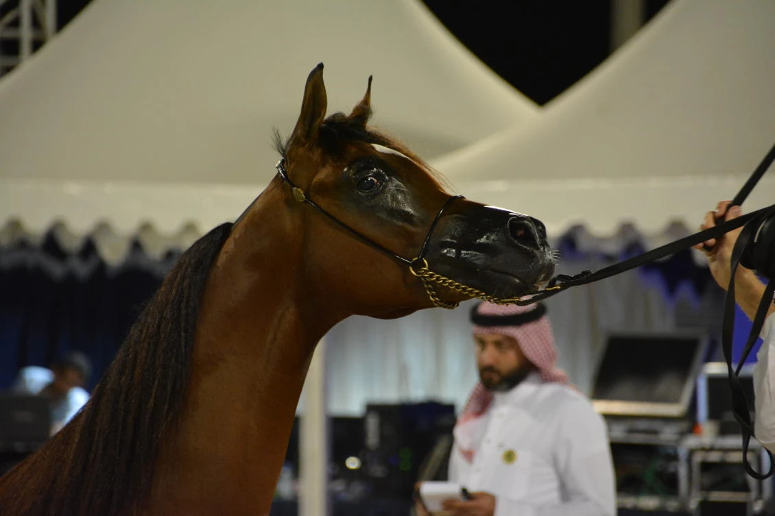 The Jeddah Arabian Horse Show kicked off with the showcasing of the first five classes of fillies and mares aged one to nine. (AN Photo / Huda Bashatah)