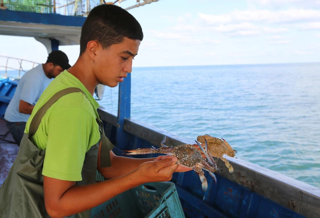Tunisia fishermen turn tide to cash in on blue crab menace
