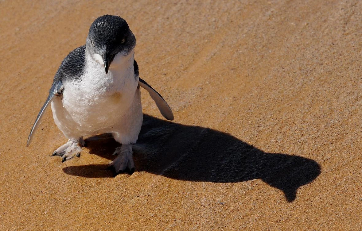 Fairy penguins are the world’s smallest penguin species. (AFP)