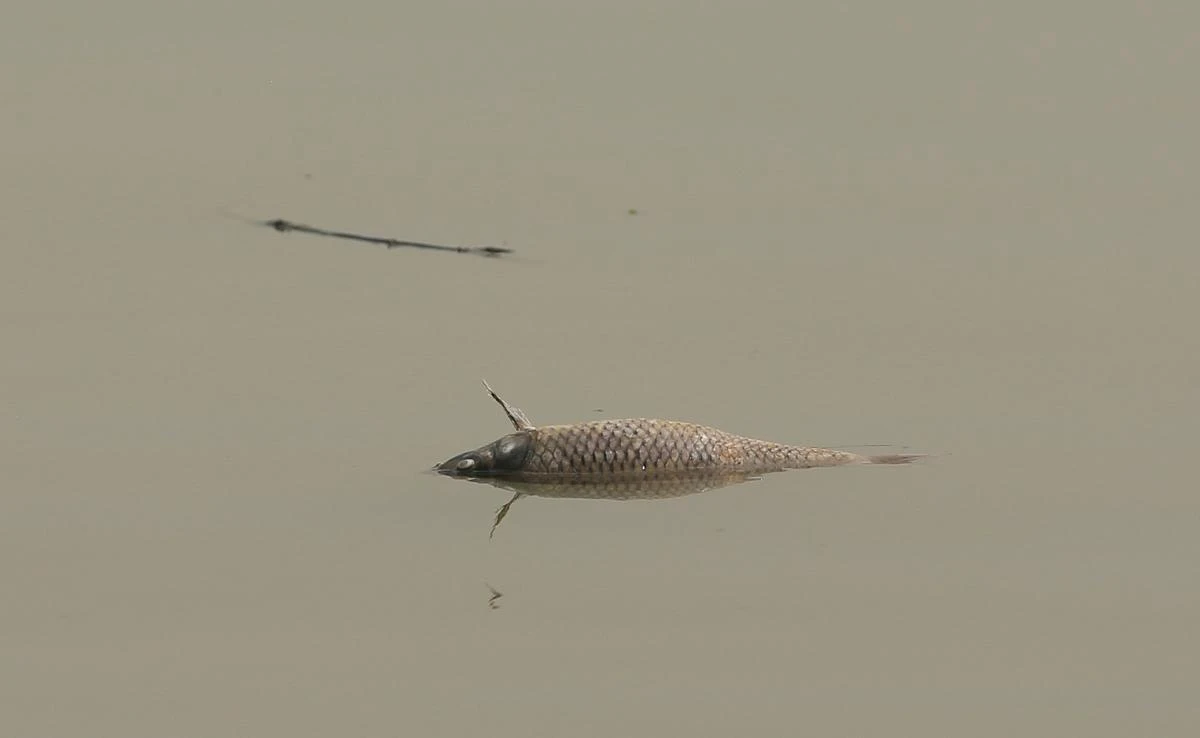 Water pollution in Iraq threatens Mandaean religious rites