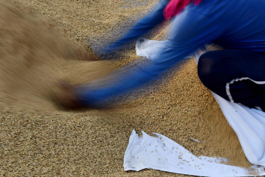 Can a hungry Mali turn rice technology into ‘white gold’?