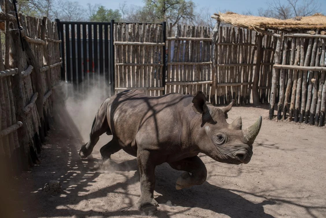 This file photo taken on May 4, 2018 shows a black rhino running around in a holding pen in Zakouma National Park. (AFP)