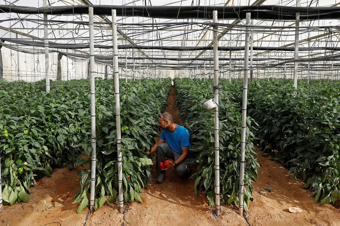 Israeli farmer Eitan Guedj checks his pepper crops near the Moshav Tsofar Israeli-Jordanian border crossing point. (AFP)