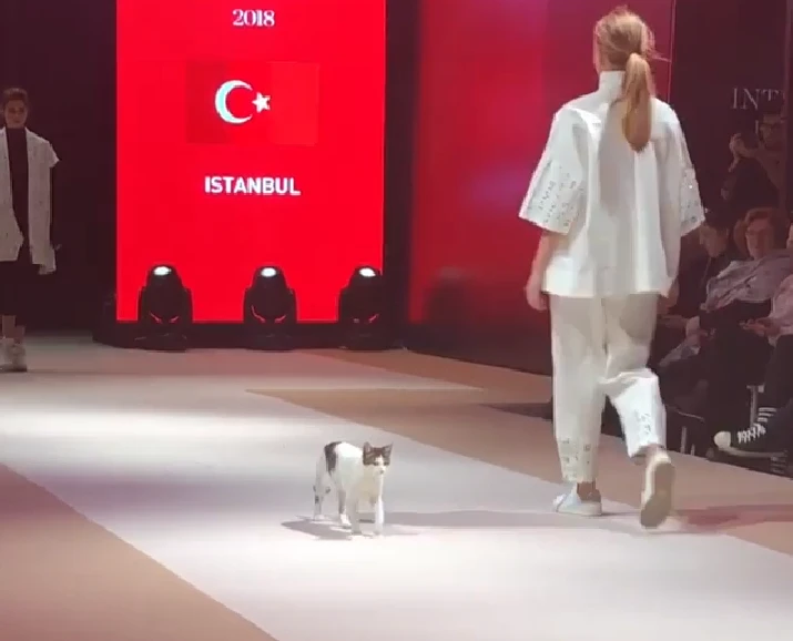 Watch: Couture-loving cat hits the catwalk in Turkey