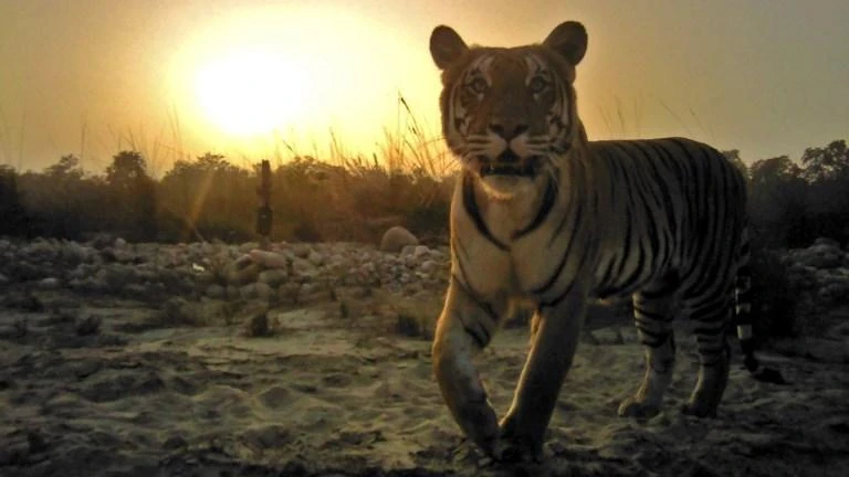 Crouching tigers, hidden cameras: Nepal counts its big cats