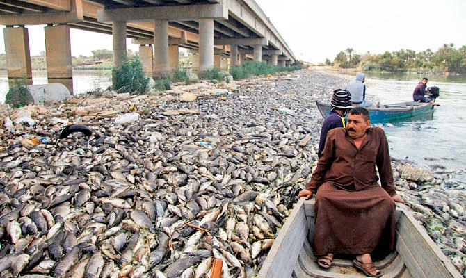 Iraqi men sail past scores of dead fish, from nearby farms, floating on the Euphrates river near the town of Sadat al Hindiya, north of the central Iraqi city of Hilla, on November 2, 2018. (AFP)