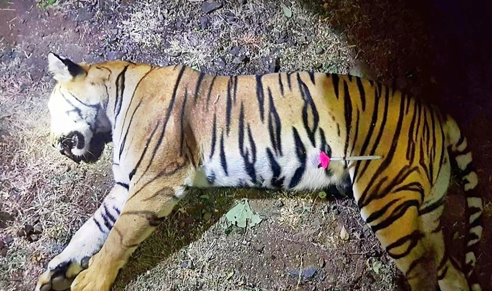 Man-eating tiger shot dead in India after massive hunt
