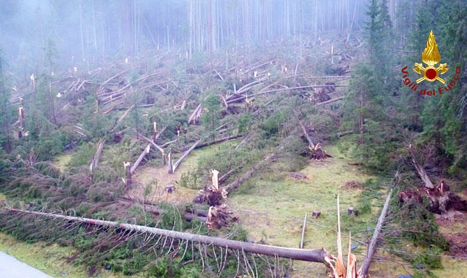 Fallen trees are seen in the mountain near Belluno, Italy, November 3, 2018. (REUTERS)