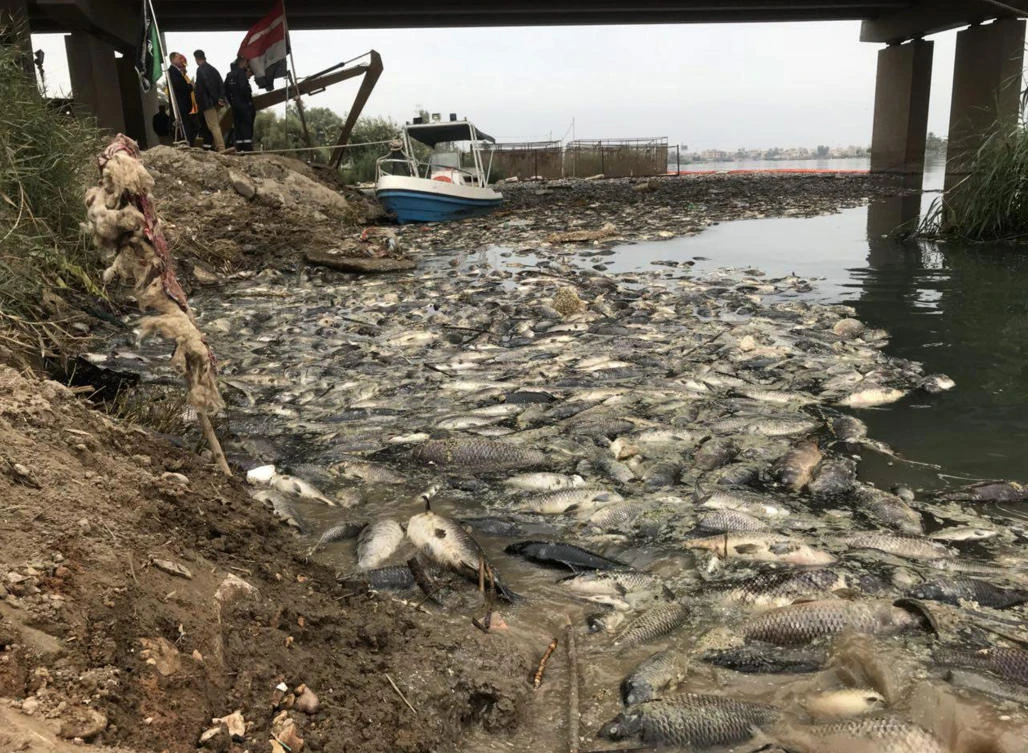 Dead carp float in the Euphrates river, near the town of Hindiyah, 80 kilometers (50 miles) south of Baghdad, Iraq. (AP)