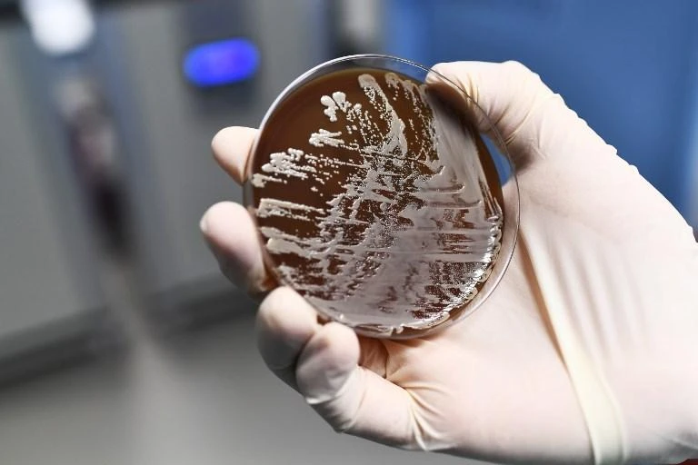 Strains of bacteria that resist the effects of drugs designed to kill them are developing as humans consume ever more antibiotics. (AFP)
