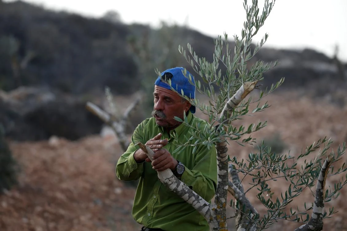 Olive tree sabotage plagues Palestinian farmers