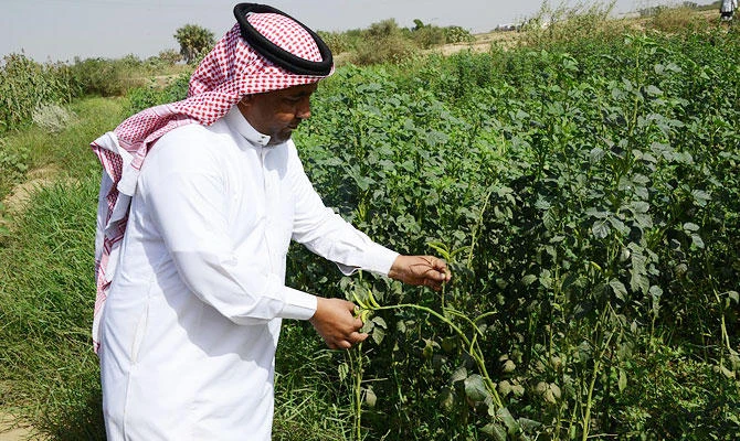 Forestation project launched in Al-Ahsa